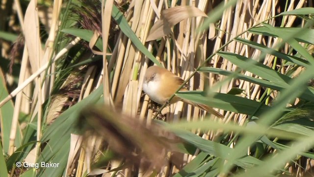 Bearded Reedling - ML201767551