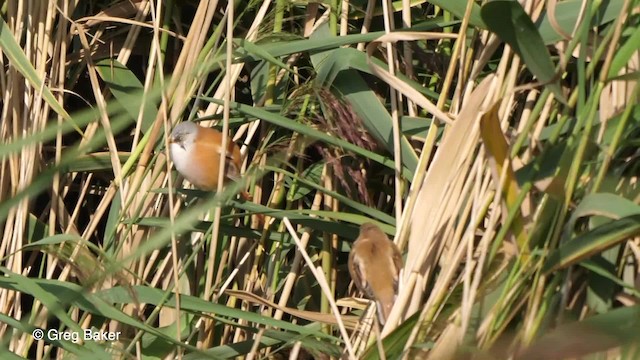 Bearded Reedling - ML201767561