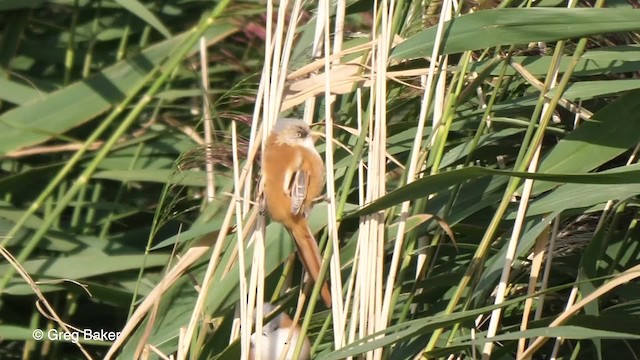 Bearded Reedling - ML201767571