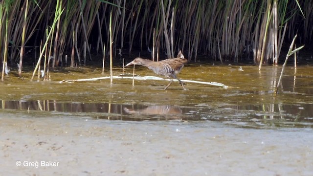 Water Rail - ML201767581