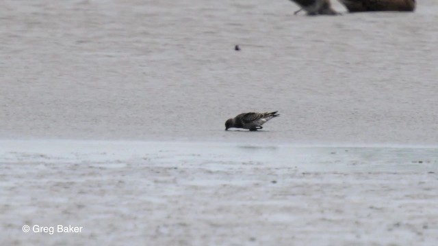 Purple Sandpiper - ML201767591