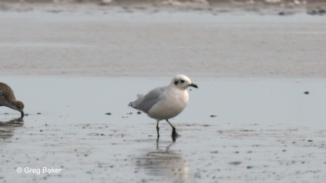 Mediterranean Gull - ML201767601