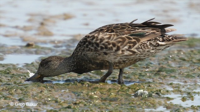 Green-winged Teal (Eurasian) - ML201767621