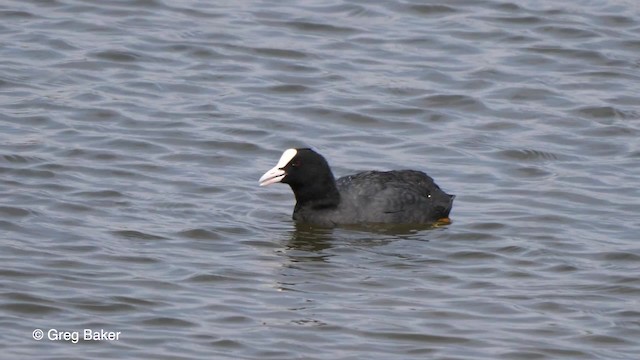 Eurasian Coot - ML201767631