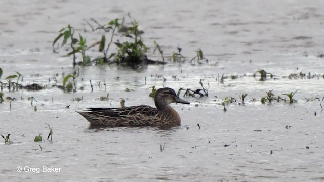 Garganey - ML201767651