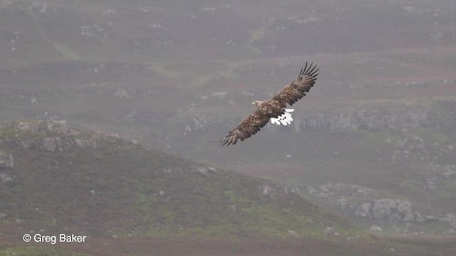 Ak Kuyruklu Kartal - ML201767691