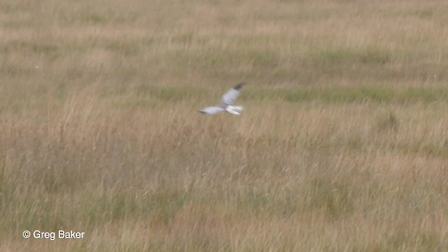 Hen Harrier - ML201767731