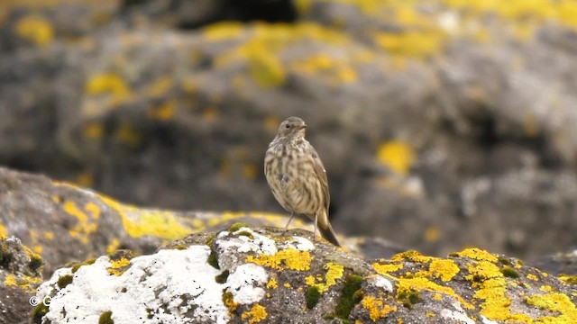 Rock Pipit (Western) - ML201767741