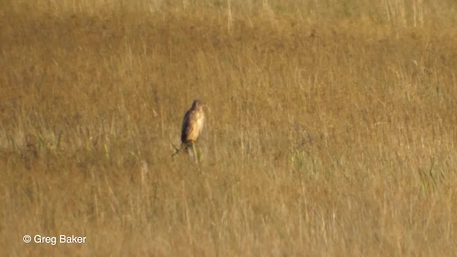 Hen Harrier - ML201767781