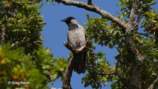 Hooded Crow (Hooded) - ML201767811