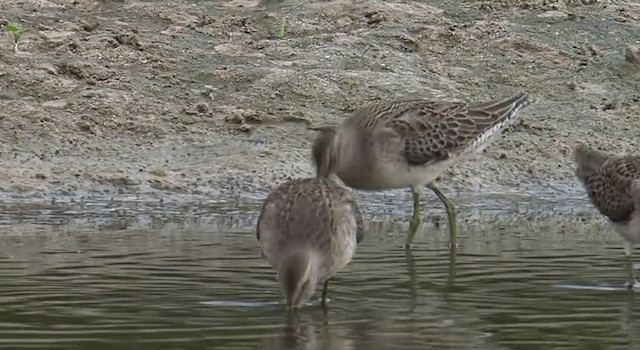 Long-billed Dowitcher - ML201767921