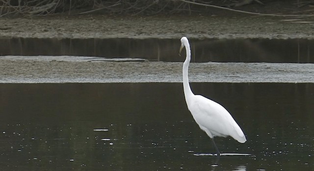 Grande Aigrette (egretta) - ML201767941