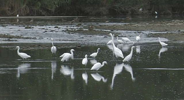 Snowy Egret - ML201767951