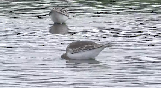 Dunlin (pacifica/arcticola) - ML201767971