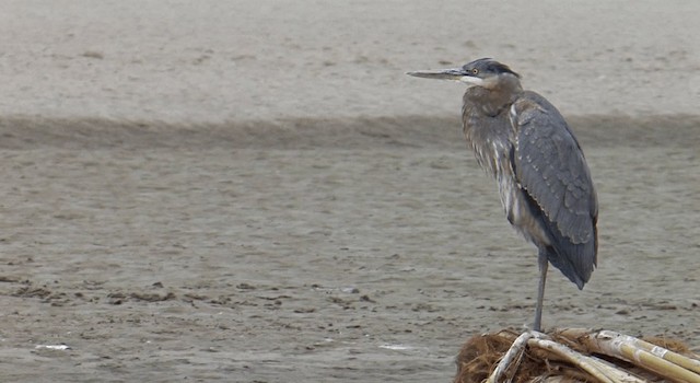 Great Blue Heron (Great Blue) - ML201767991