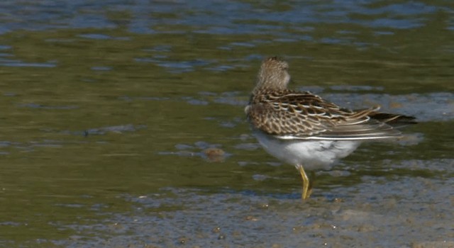 Pectoral Sandpiper - ML201768001