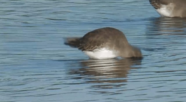 Bécasseau variable (pacifica/arcticola) - ML201768021