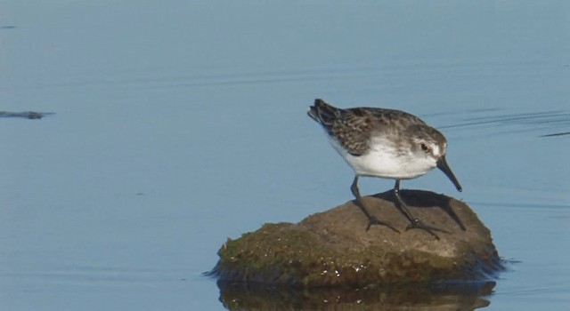 Western Sandpiper - ML201768031