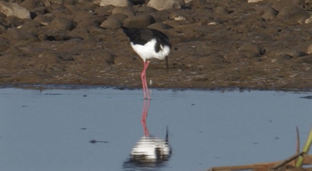 Black-necked Stilt (Black-necked) - ML201768041