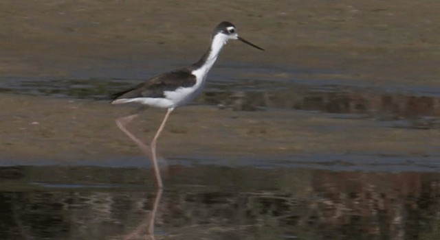 Black-necked Stilt (Black-necked) - ML201768051