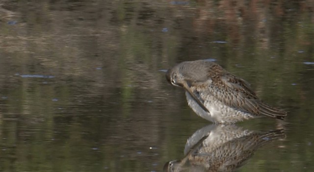 Long-billed Dowitcher - ML201768061