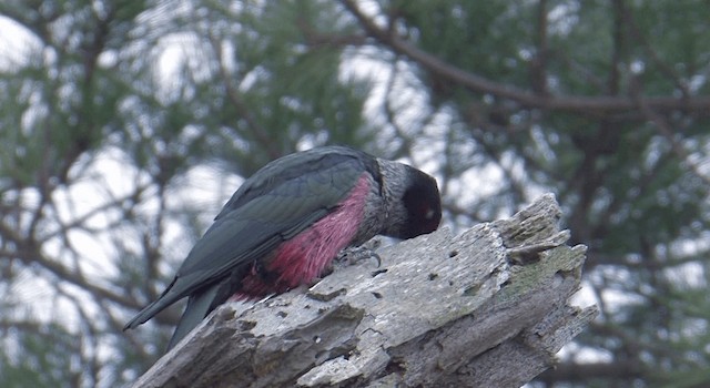 Lewis's Woodpecker - ML201768091