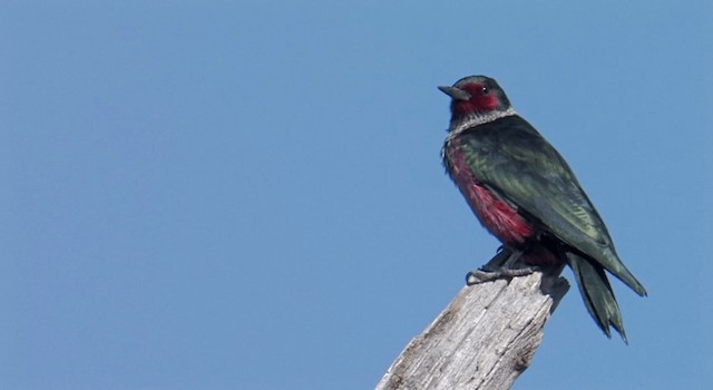 Lewis's Woodpecker - ML201768101