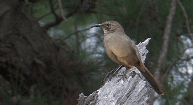 California Thrasher - ML201768111