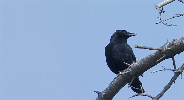 American Crow - ML201768121