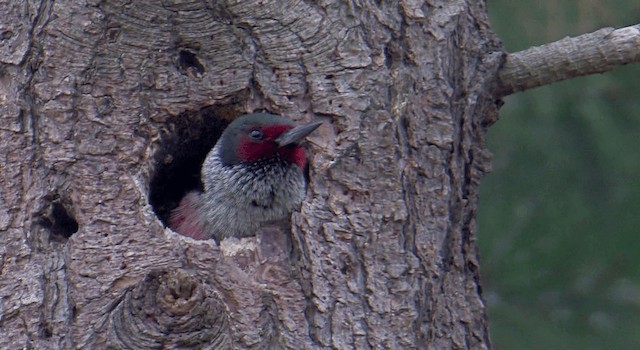 Lewis's Woodpecker - ML201768131