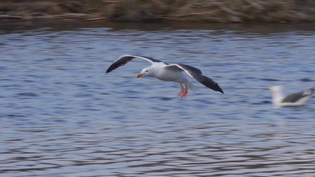 Western Gull - ML201768761