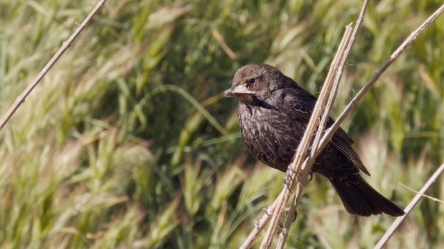 Tricolored Blackbird - ML201768771