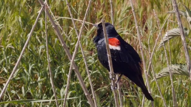 Tricolored Blackbird - ML201768781