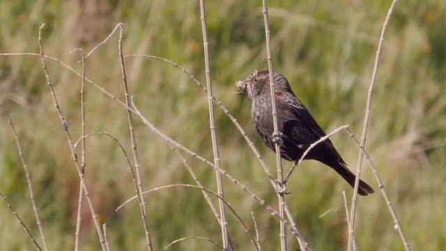 Tricolored Blackbird - ML201768791