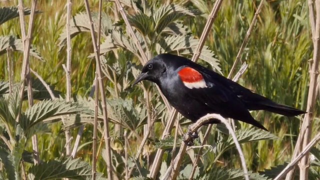 Tricolored Blackbird - ML201768801