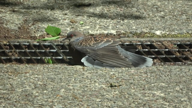 Oriental Turtle-Dove - ML201769101