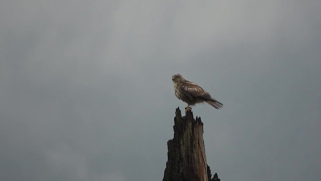 Himalayan Buzzard - ML201769121