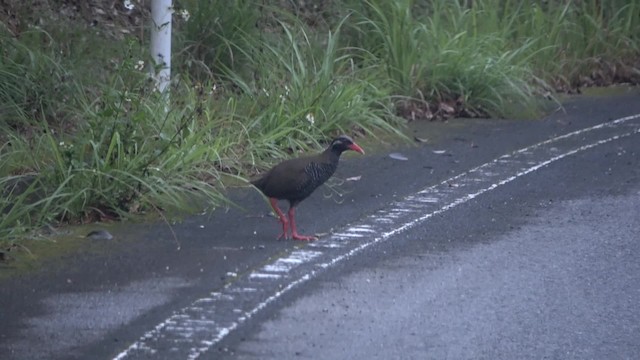 Okinawa Rail - ML201769131