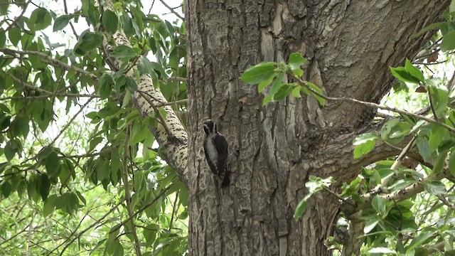 Eurasian Three-toed Woodpecker (Eurasian) - ML201769171