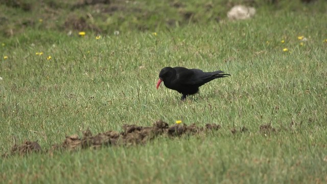 Belatxinga mokogorria [pyrrhocorax Taldekoa] - ML201769181