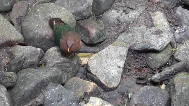 Pacific Emerald Dove - ML201769211