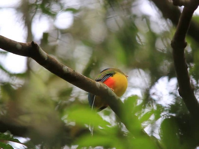 Javan Trogon - ML201769301