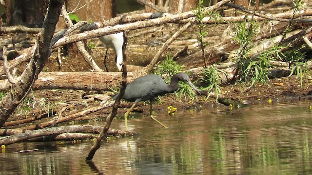 Little Blue Heron - ML201769321