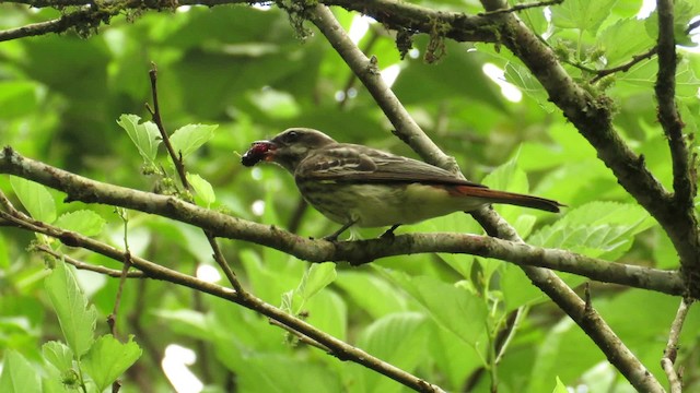 Variegated Flycatcher - ML201769341