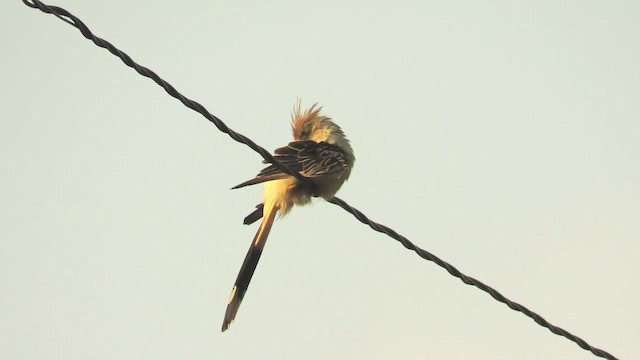 Guira Cuckoo - ML201769361