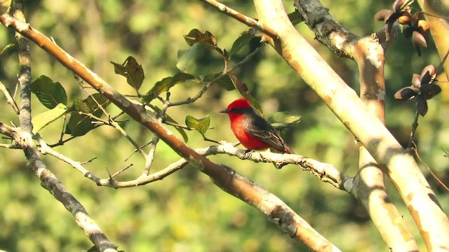 Vermilion Flycatcher (Austral) - ML201769371