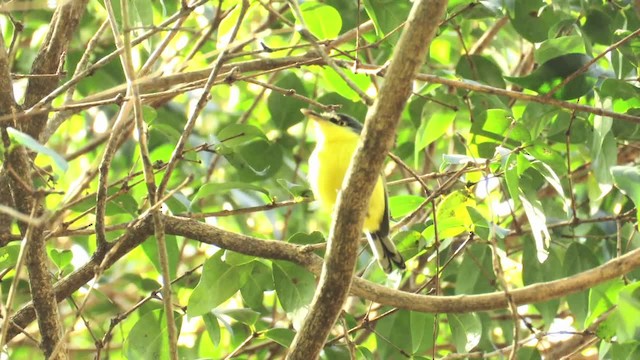 Common Tody-Flycatcher (cinereum Group) - ML201769391