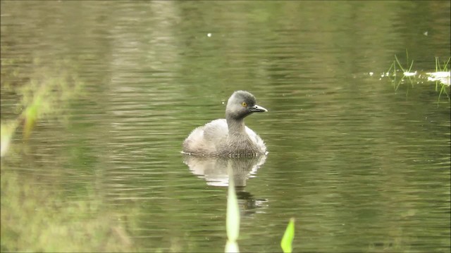 Least Grebe - ML201769401