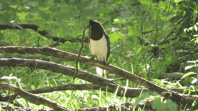 Curl-crested Jay - ML201769451