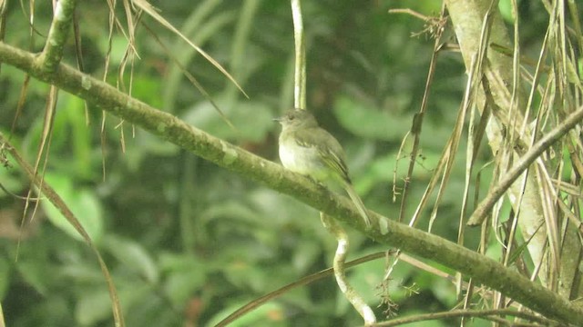 Yellow-crowned Elaenia - ML201769481